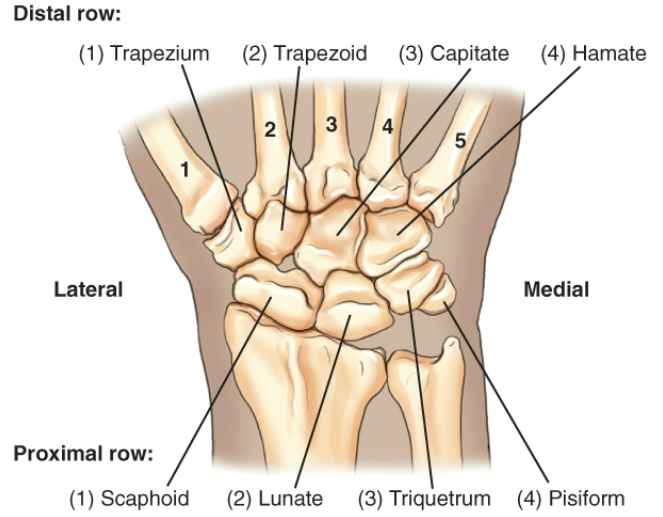 <p>Proximal row: (1) Scaphoid, (2) Lunate, (3) Triquetrum, (4) Pisiform</p><p>Distal row: (4) Hamate, (3) Capitate, (2) Trapezoid, (1) Trapezium </p>