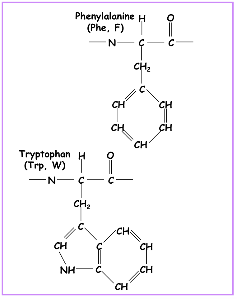 Phenylalanine, tyrosine and tryptophan 