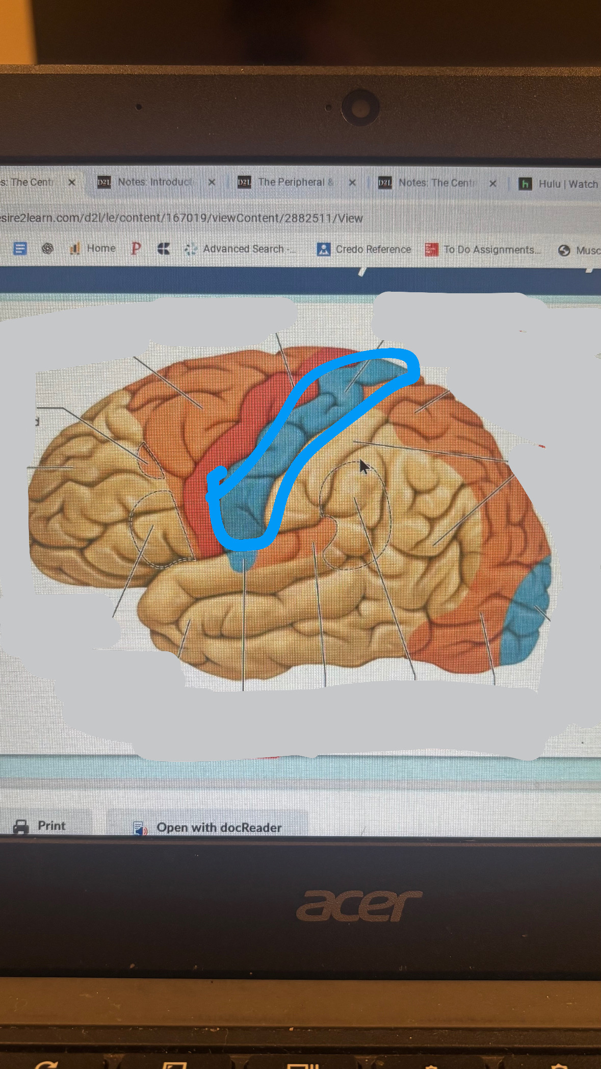 <p>S1</p><p>pertain to temperature and touch sensation</p>