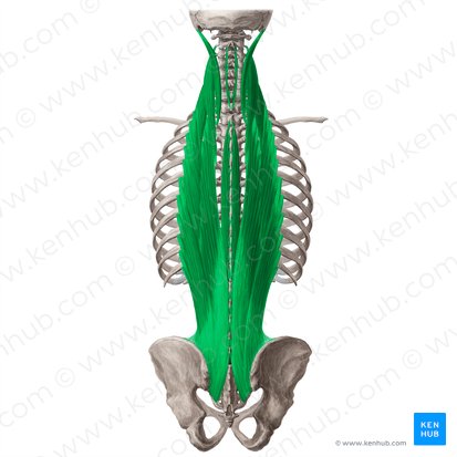 <p>erector spinae nerve</p>
