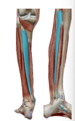 <p><span><span>M. Tibialis Posterior</span></span></p>