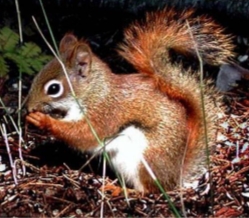 <p><strong>Tamiasciurus hudsonicus</strong></p>