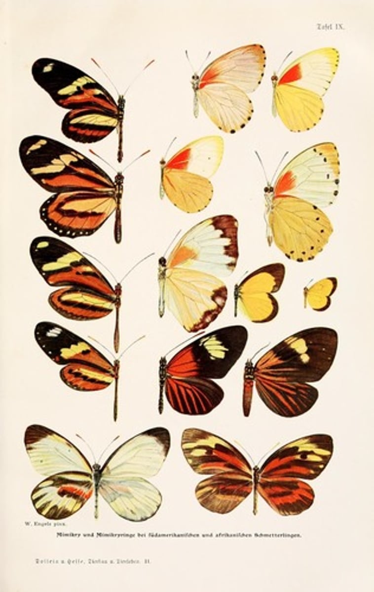 <p>The outward appearance of an organism</p>