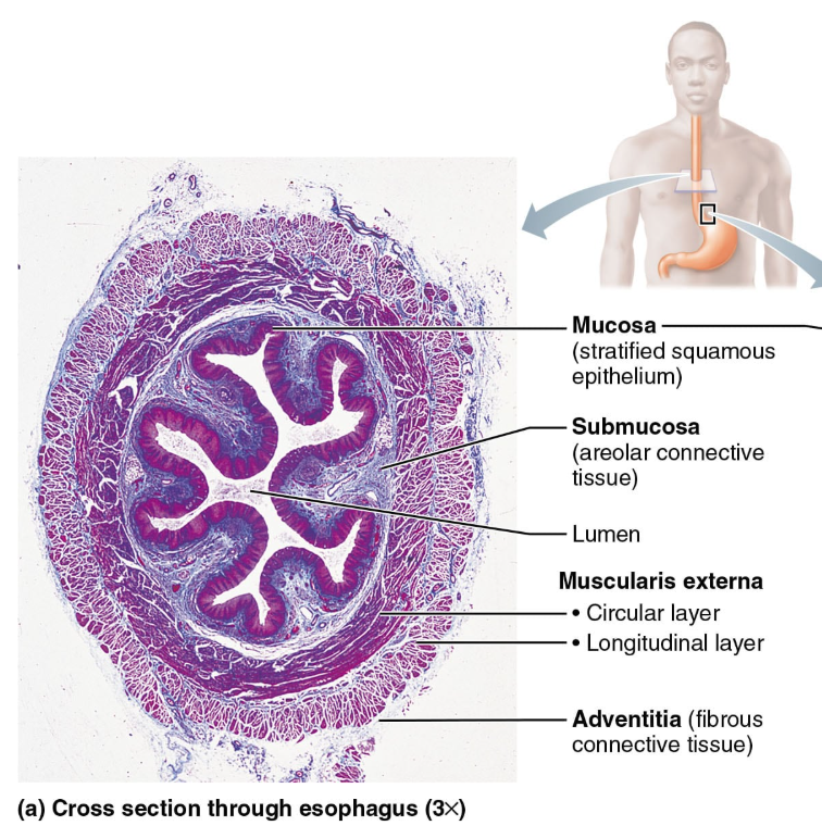 <p>Mucosa(innermost layer) →Submucosa→ Muscularis externa→ serosa</p>