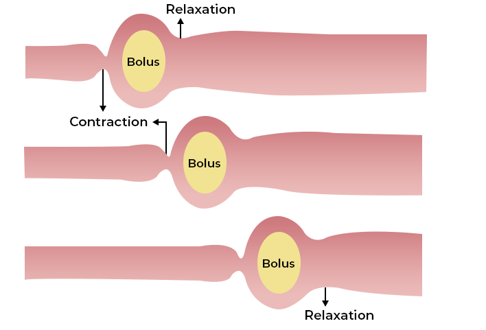 <p>Esophagus</p><p>-muscular waves move the food down the esophagus —&gt; peristalsis</p>