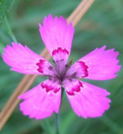 Which herbaceous dicot family has opposite leaves, swollen nodes, and fringed petals? 