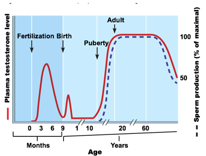 <p>gonadotropins and testosterone </p><ul><li><p>This surge drops quickly, does not appear again until around puberty</p></li></ul><p></p>