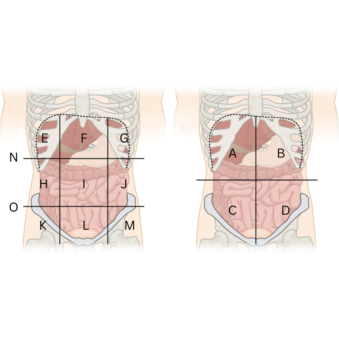 <p>Left Lower Quadrant (LLQ)</p>