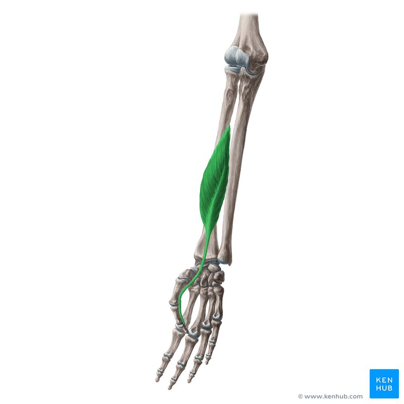 <p>runs down onto the thumb</p>