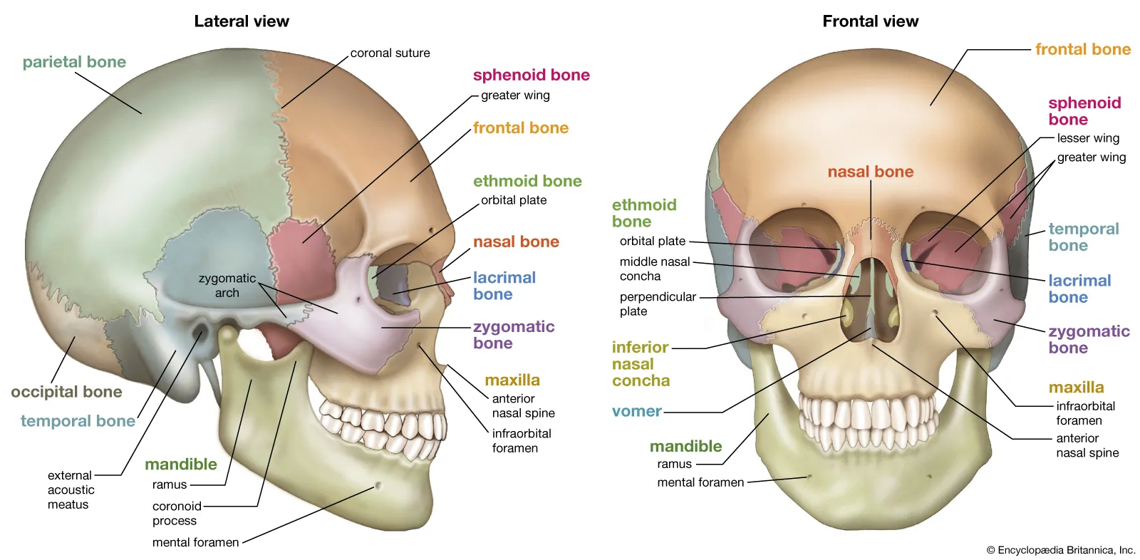 <p>Consists of 28 bones containing 3 groups: <strong>Cranium, Facial bones, Ear bones</strong></p>