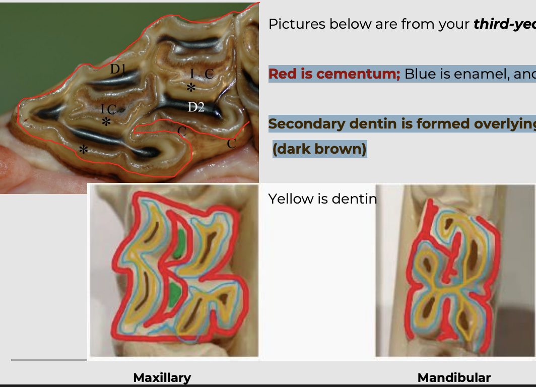 <p>3 roots; 2 buccal and 1 palatial</p><p></p><p>2 infundibulae ( a mesial and distal infundibulum)</p><p></p><p>Red is cementum; Blue is enamel, and Green is infundibulum</p><p></p><p>Secondary dentin is formed overlying the pulp horn (dark brown)</p><p></p><p>yellow is dentin</p>