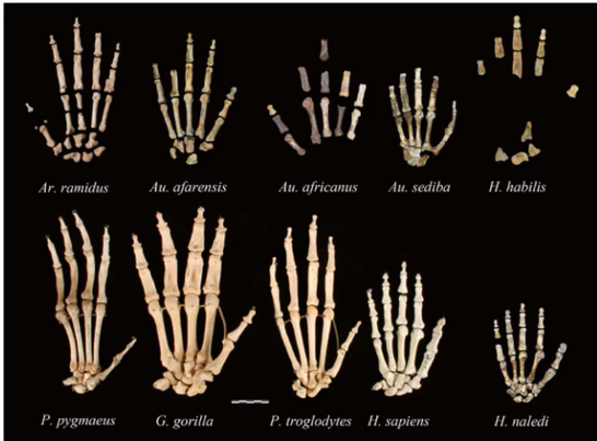 <ul><li><p>change in hand proportions - larger thumb more closely aligned to finger lengths</p></li><li><p>thumb musculature increased; greater load</p></li><li><p>wrist mobility has increased</p></li><li><p>finger bones have decreased curvature</p></li><li><p>sensitiveity of fingertips</p></li></ul><p></p>