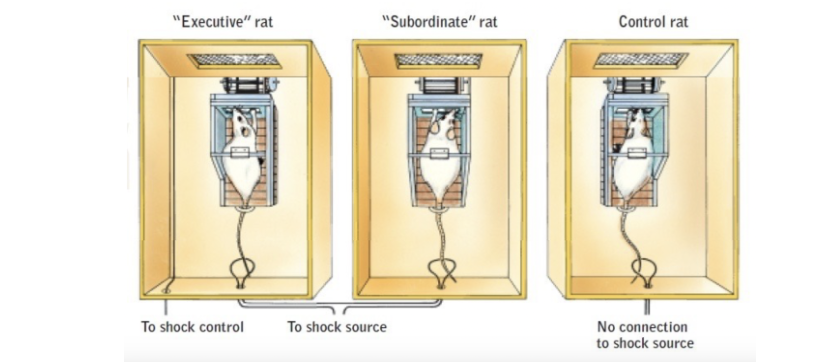 <ul><li><p>executive and subordinate<span style="color: red"> rats received shocks which the executive was able to turn off for both </span></p></li><li><p>subordinate did not have control over the shock which created more stress and health issues</p></li></ul>