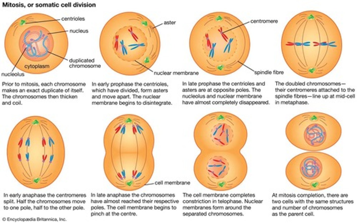 <p>Stages of cell division in both mitosis and meiosis.</p>