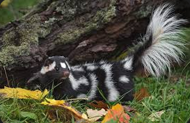 <p>Family Mephitidae</p><p>Eastern spotted skunk</p>