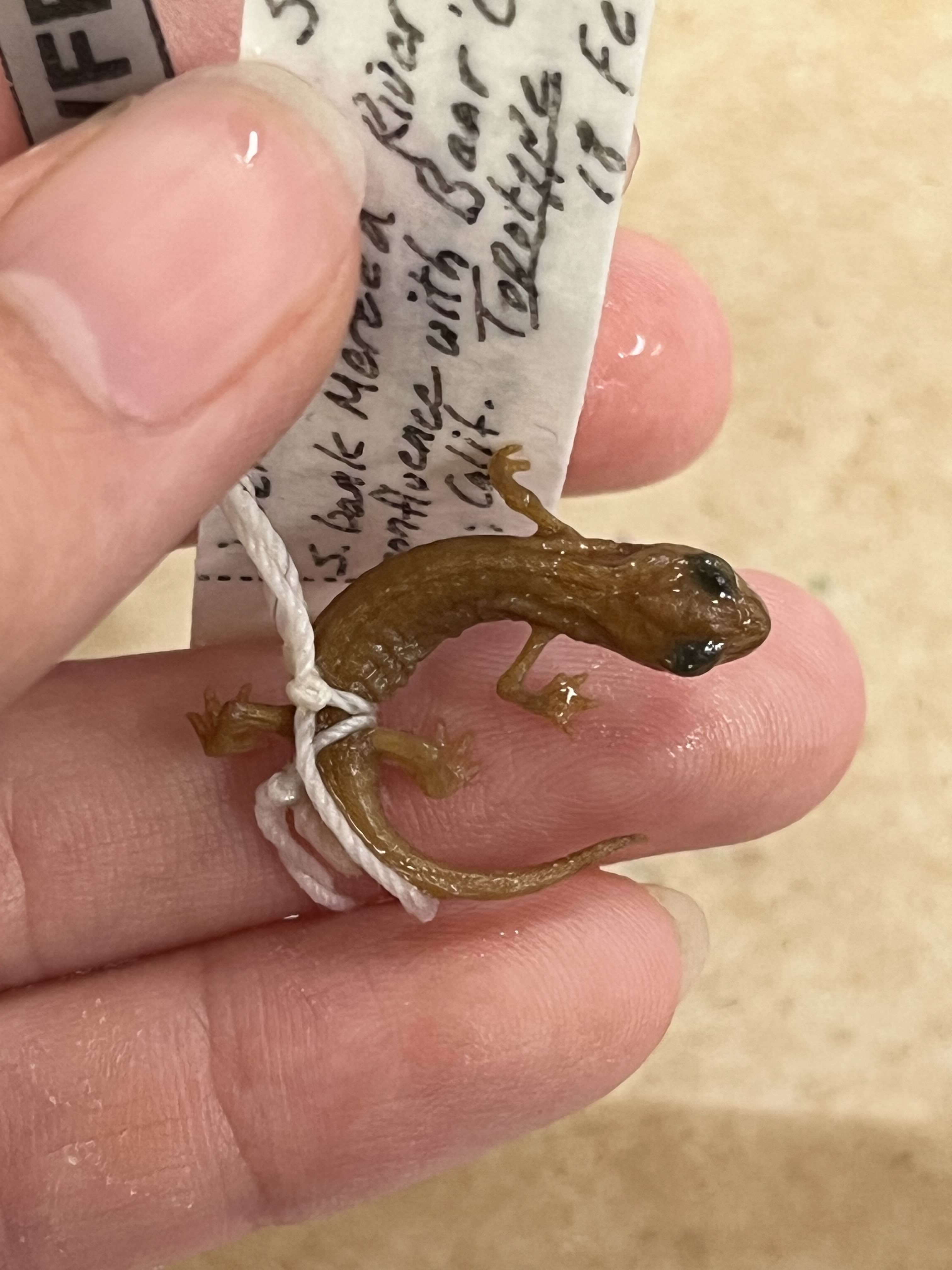 <p>Family and Genus + Species?</p><ul><li><p><strong>Smoll</strong></p></li><li><p>short tail</p></li><li><p><strong>webbed</strong></p></li><li><p>Tiny area in central Cali</p></li><li><p>nasolabial + costal groove</p></li></ul><p></p>