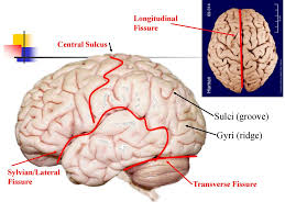 <p><strong><span>Transverse cerebral fissure</span></strong></p>