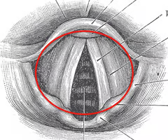 <p>opening between the vocal folds (rima glottidis) + vocal folds</p><ul><li><p>within vocal folds are bands of elastic ligaments</p></li></ul><p></p>