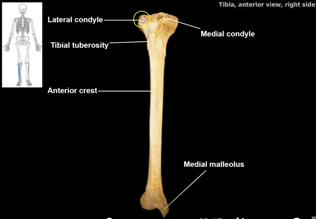 <p>region on the proximal end of the tibia that articulates with the condyles of the femur. the condyles bear weight while also allowing movement at the knee</p>