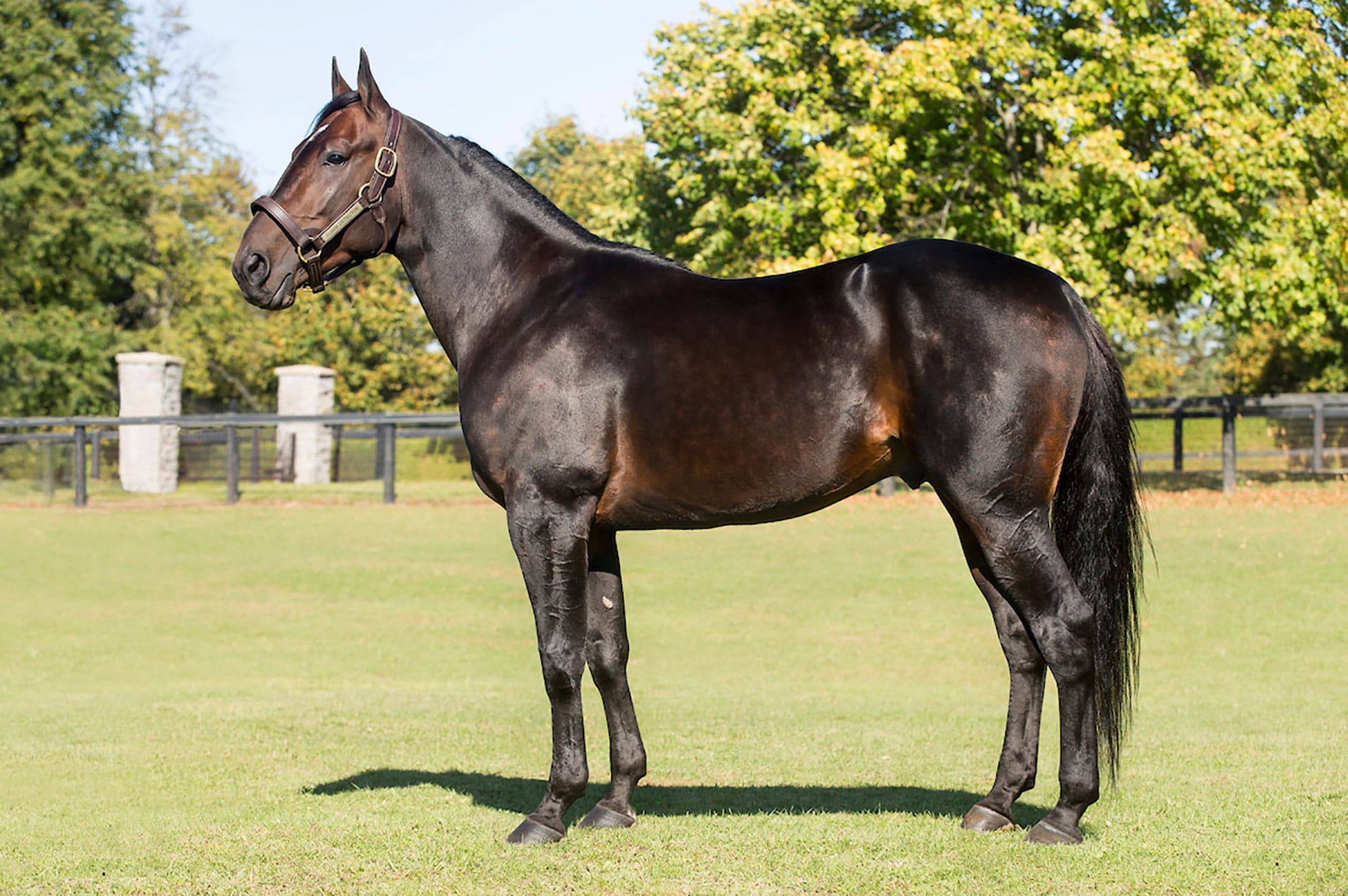 <p>Standardbred</p>