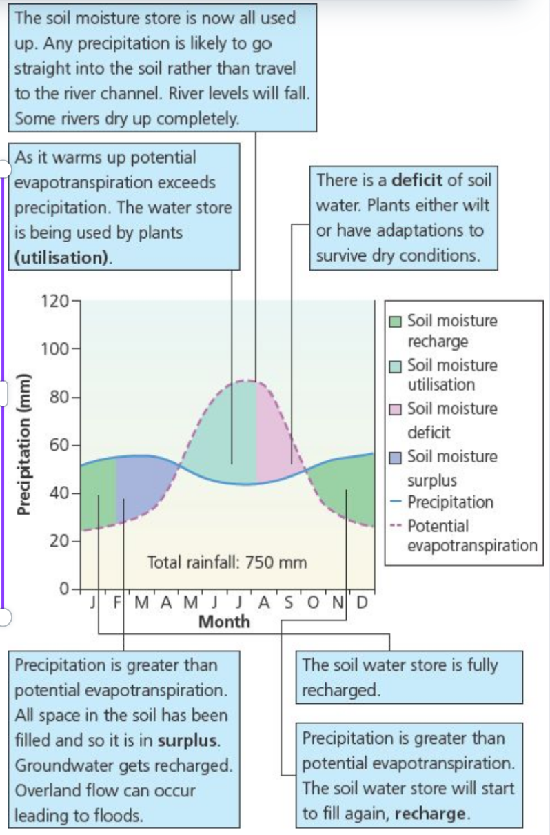 <ul><li><p class="ds-markdown-paragraph"><strong>Autumn (Sep-Nov):</strong> <strong>Recharge phase</strong> – Rainfall ↑, evapotranspiration (E) ↓ → groundwater &amp; soil storage ↑.</p></li><li><p class="ds-markdown-paragraph"><strong>Winter (Dec-Feb):</strong> <strong>Surplus</strong> – Peak rainfall/snow, low E → high runoff (flood risk).</p></li><li><p class="ds-markdown-paragraph"><strong>Spring (Mar-May):</strong> <strong>Transition</strong> – Rainfall ↓, E ↑ → gradual storage drawdown.</p></li><li><p class="ds-markdown-paragraph"><strong>Summer (Jun-Aug):</strong> <strong>Deficit</strong> – Low rainfall, high E → droughts (e.g., 2022 hosepipe bans).</p></li></ul><p></p>