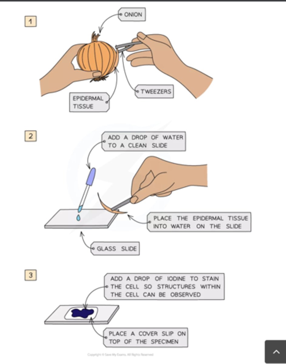 <p>- Use scissors or a scalpel to cut a small sample of the tissue, and peel away or cut very thin layers of cells</p><p>- Place the sample onto a slide and add a drop of water</p><p>- Apply iodine stain</p><p>- Lower a coverslip over the specimen and press down to remove air bubbles</p>