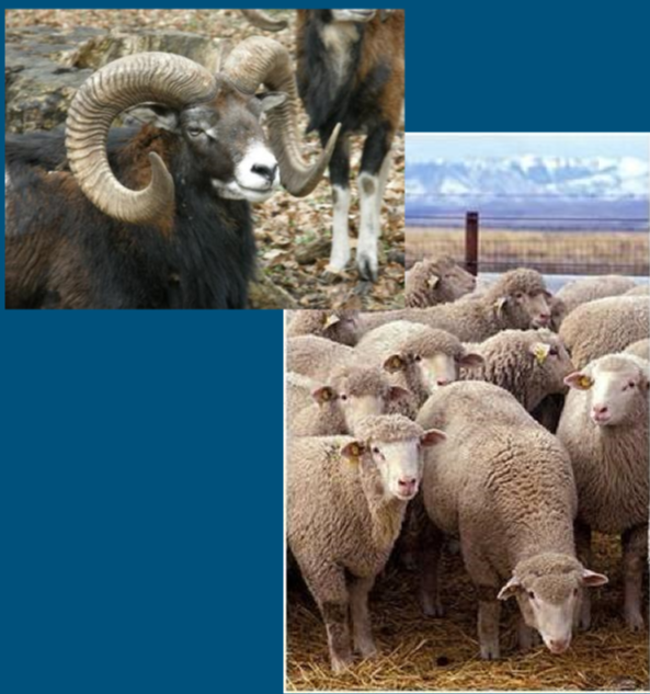 <ul><li><p>Sheep </p><ul><li><p>Ovis aries </p></li><li><p>Ovine </p></li></ul></li><li><p>order: Artiodactyla </p><ul><li><p>Even-toed ungulates </p></li></ul></li><li><p>Multi-purpose: </p><ul><li><p>wool, meat and milk </p></li></ul></li></ul>