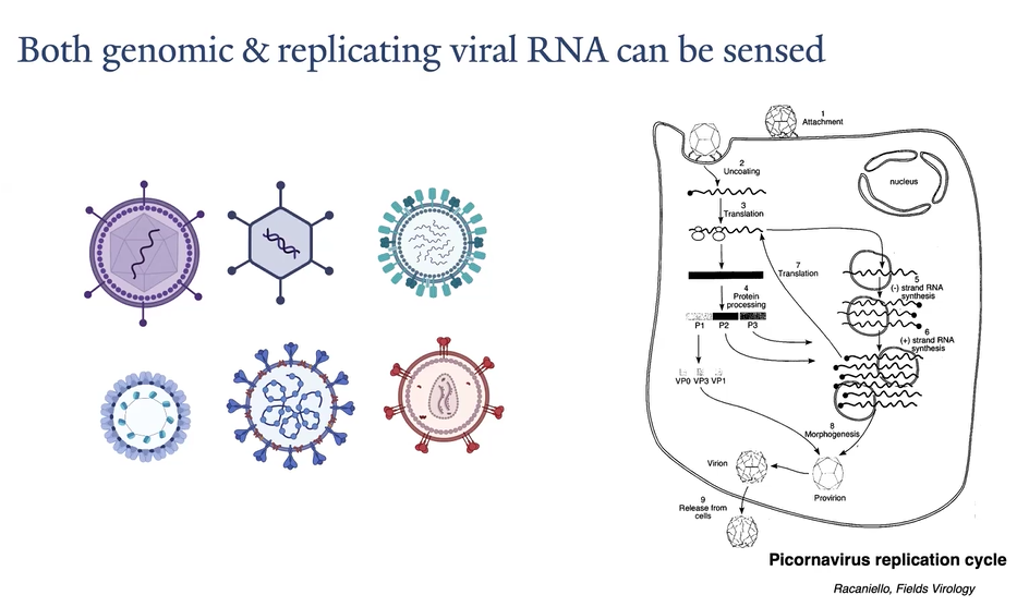 <p>Nucleic acids, viral nucleic acids are very different</p><p>Abnormal RNA structures</p><p>For DNA, location is important. DNA should be in the nucleus</p><p>Also, human DNA is methylated at CpG, but virus are not</p>