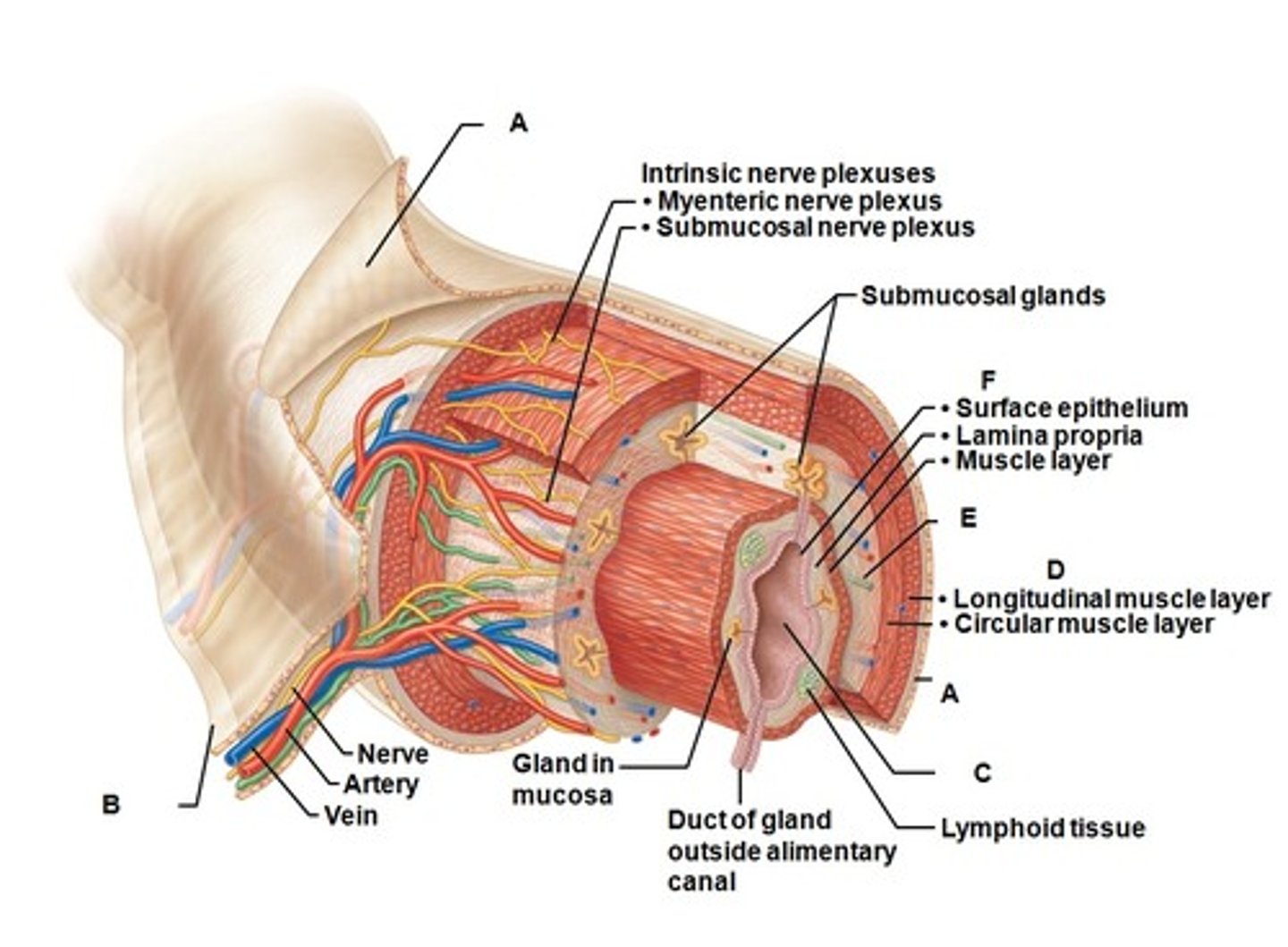 <p>The innermost layer of the alimentary tract; mainly protects tissue and absorbs</p><p>in some parts of the digestive system, it contains mucus-secreting cells and glands that secrete digestive enzymes</p>