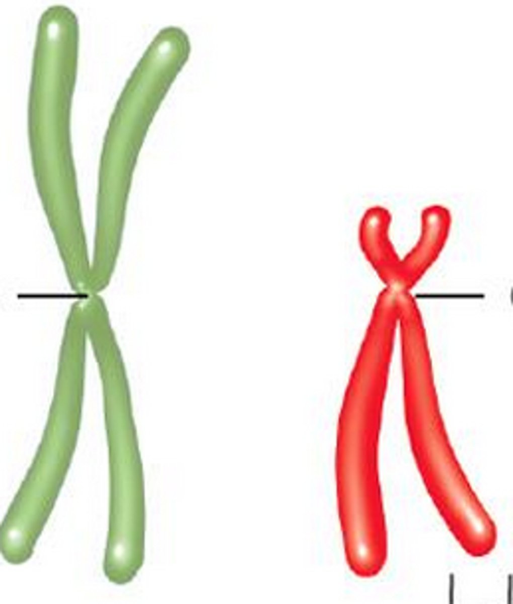 <p>chromosomes that do not match because they have different sets of genes</p>