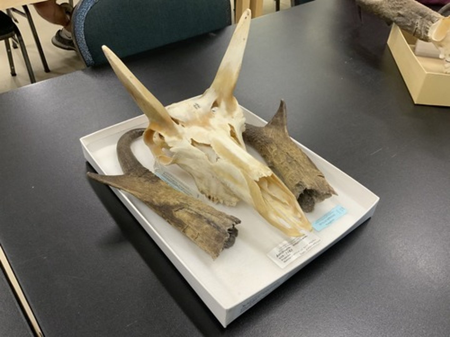 <p>Genus, species</p><p>-sheaths</p>
