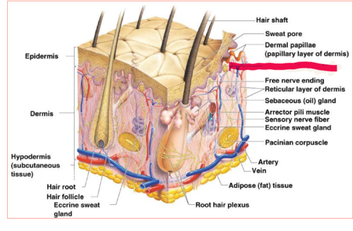 <p>sensitive touch receptors in the dermis</p>