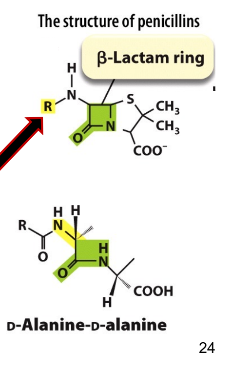 <p>The beta-lactum ring chemically resembles the D-Ala-D-Ala piece of peptidoglycan allowing the drug to mimic the sugar binding to the penicillin-binding proteins. Thus, halting their activities and Synthesis of the chain. </p>