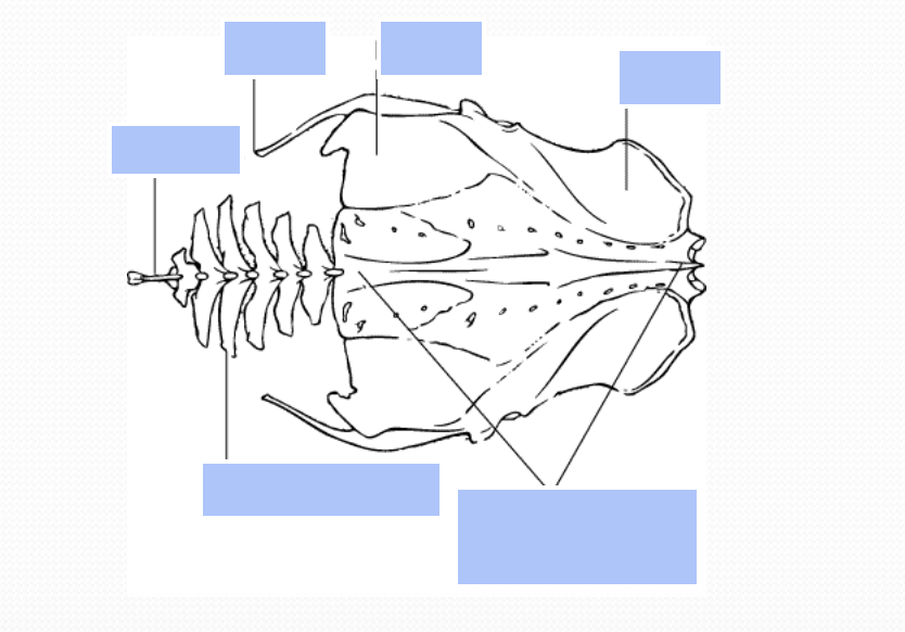 <p>Name the anatomy of pelvic girdle&nbsp;</p>