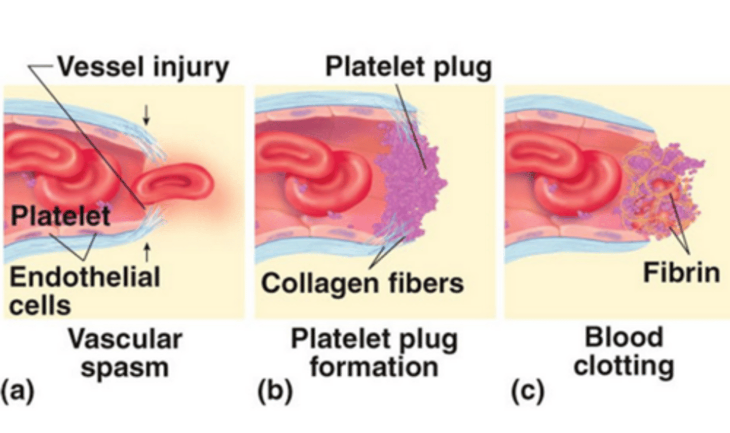 <p>Vascular spasms<br>Platelet plug formation<br>Coagulation</p>