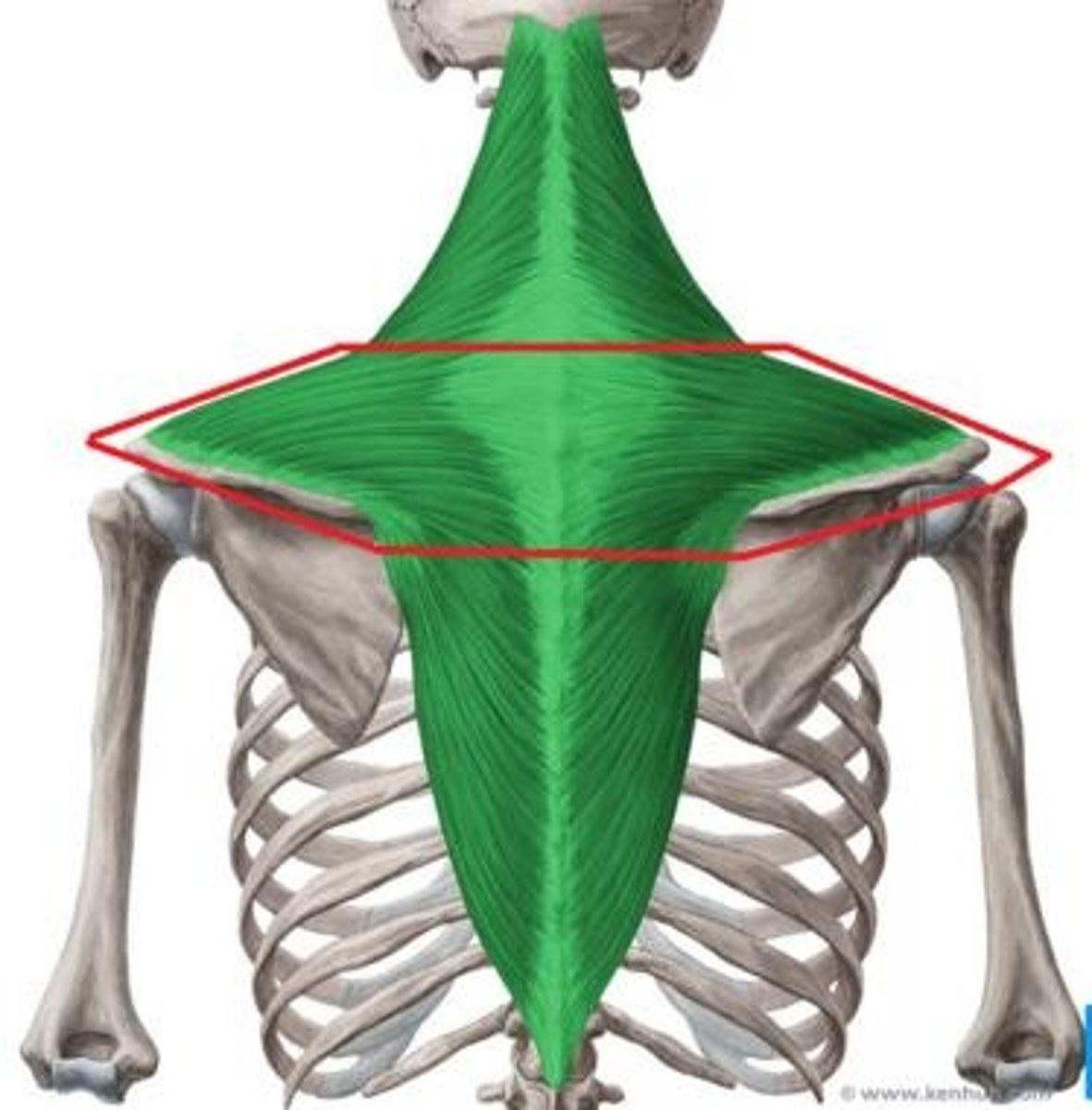 <p>Welke spier is dit?</p>