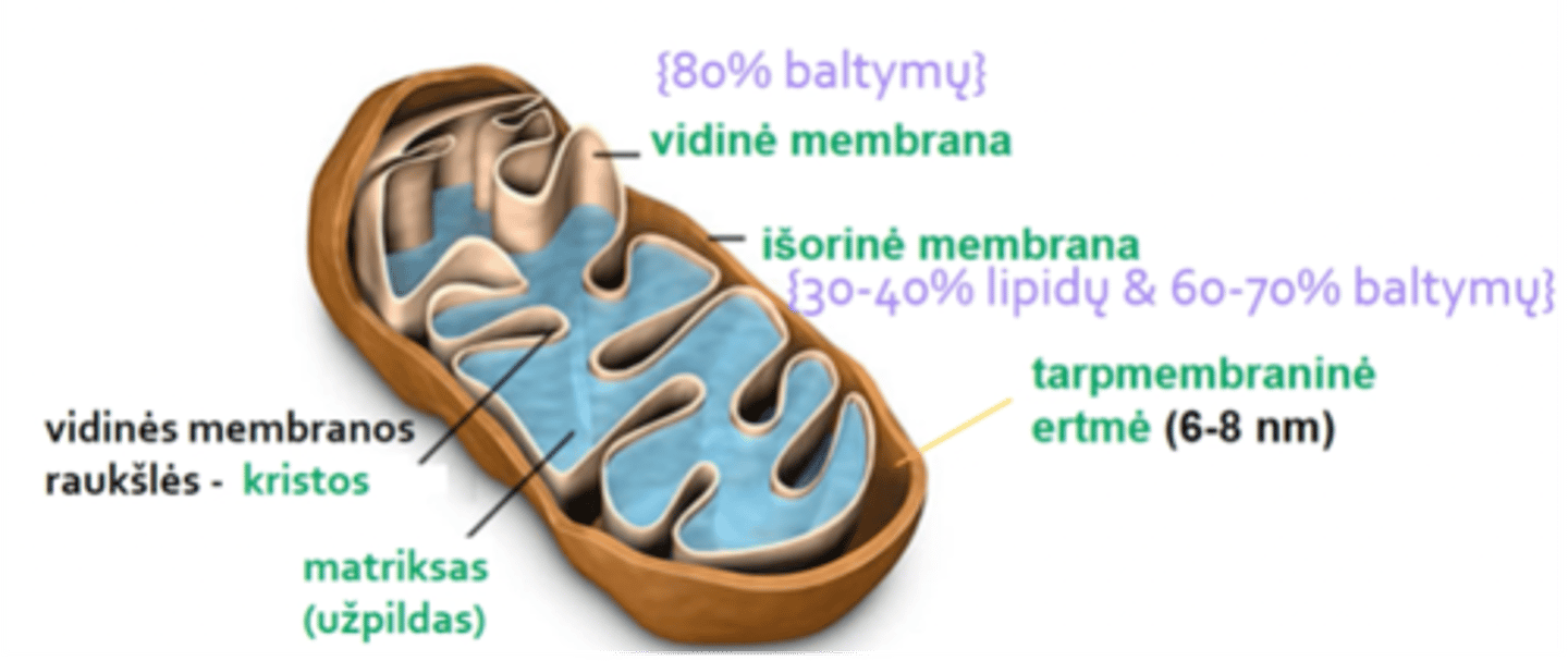 <p>Mitochondrijų išorinės membranos baltymai, kurie praleidžia mažos molek. m. medžiagas.</p>