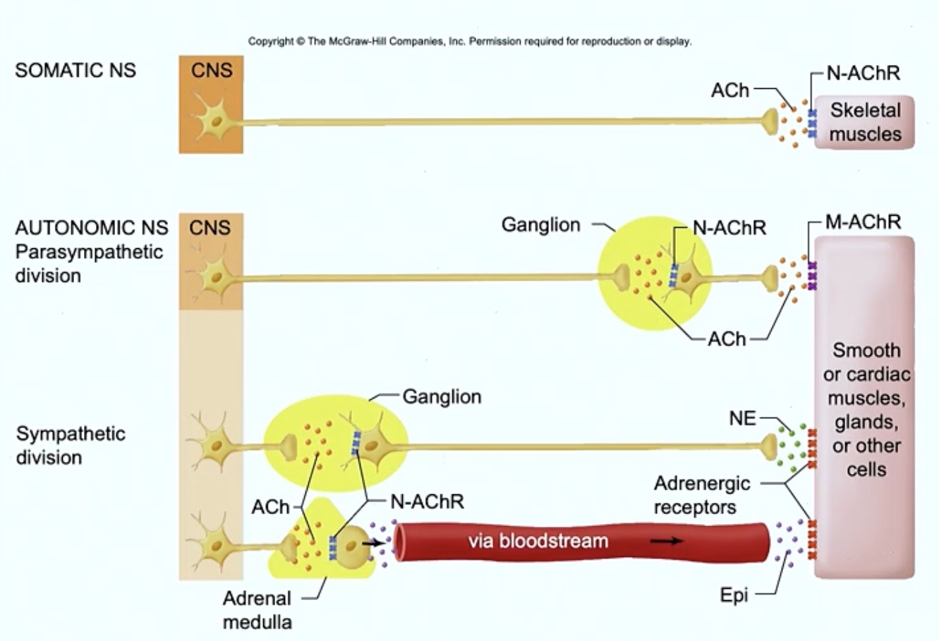 <p>side by side we can easily <strong>see the receptor differences</strong> here</p>