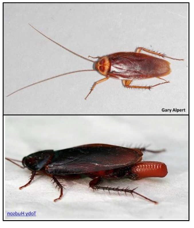<p>What epifamily do cockroaches belong to?</p>