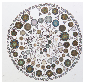 <p>attached in rivers to rocks/sediments/wood</p><p>or freefloating in lakes</p><p>can be green, yellow-brown or red</p><p>diatoms have high diversity and specific requirements</p>