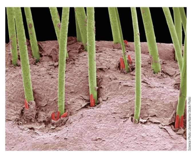 <p>Most humans engage in a _____ relationship with tiny mites&nbsp;that live on the hair follicles on our faces.</p><p></p><p>This colored scanning electron micrograph shows human hair follicles with the mites (colored red) associated with individual hairs (colored green) in a human eyelash.</p>