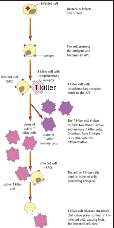 <ul><li><p><strong>Active T helper cells</strong> release <strong>cytokines</strong>, which:<br>→ Activate <strong>phagocytes</strong> and <strong>macrophages</strong>.<br>→ Activate <strong>T killer cells</strong>.<br>→ Stimulate <strong>clonal selection</strong> of <strong>B cells</strong>.</p></li><li><p><strong>Infected host cells</strong> (e.g. by a bacterium or virus) display <strong>foreign antigens</strong> on their <strong>cell-surface membrane</strong>, becoming <strong>antigen-presenting cells (APCs)</strong>.</p></li><li><p><strong>T killer cells</strong> have <strong>receptors complementary</strong> to the <strong>antigen</strong> on the infected cell’s surface.<br>→ The <strong>T killer cell binds</strong> to the infected cell (APC).<br>→ It <strong>releases perforin</strong>, a protein that <strong>creates pores</strong> in the infected cell membrane.<br>→ This causes the <strong>infected cell to burst (lysis)</strong>, destroying it along with the pathogen inside.</p></li><li><p>→ <strong>T killer cells</strong> therefore kill <strong>virus-infected</strong> or <strong>tumour cells</strong>, <strong>not free pathogens</strong>.</p></li><li><p><strong>T memory cells</strong> remain in the body after infection and provide <strong>immunity</strong> by allowing a <strong>faster secondary response</strong> upon reinfection.</p></li></ul><p></p>