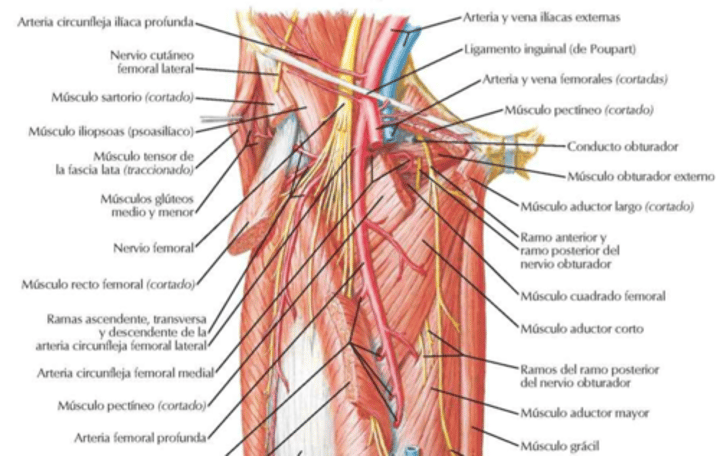 <p>arterias perforantes</p><ol><li><p>recorrido</p></li><li><p>distribucion</p></li></ol>