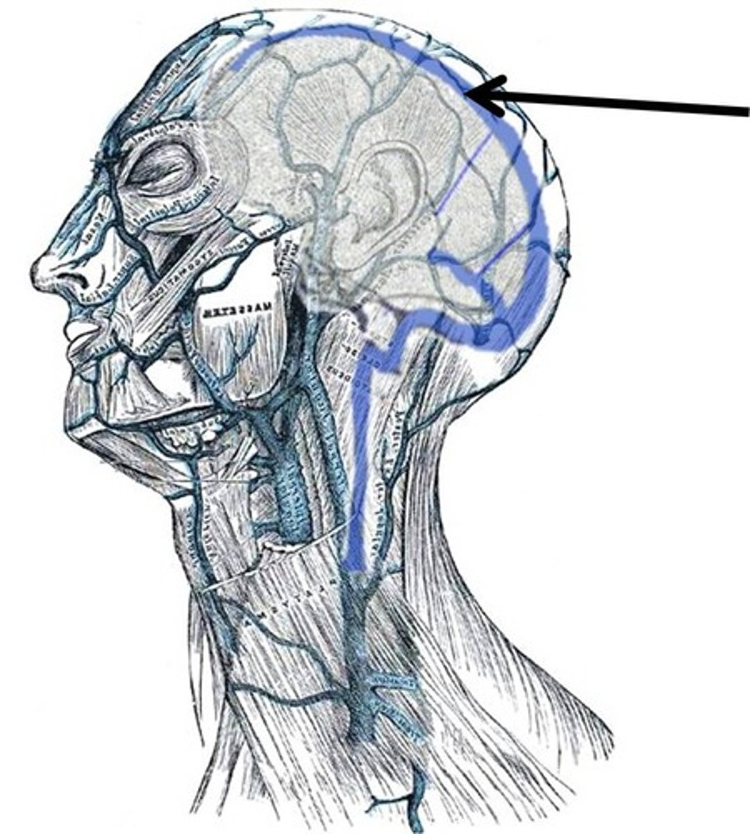 <p>A vein that runs deep along the longitudinal fissure and receives cerebrospinal fluid and then returns that CSF into the venous circulation.</p>