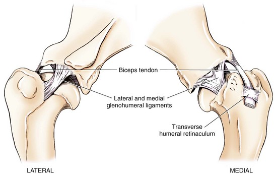 <ol><li><p>Biceps Tendon: Runs through bicipital groove of humerus, helping stabilise shoulder.</p></li><li><p>Glenohumeral Ligaments: (lateral and medial) Provide stability to shoulder joint by connecting humeral head to scapula.</p></li><li><p>Transverse humeral ligament: stabilises biceps brachii tendon w/i <strong>bicipital groove</strong> of humerus ⤍ prevents tendon from slipping out during shoulder movement.</p></li><li><p>No collateral ligaments: tendons &amp; muscles supports joint. Tendon of subscapularis muscle act as medial collateral ligament, &amp; tendon of infraspinatus muscle act as lateral collateral ligament</p></li></ol><p></p>