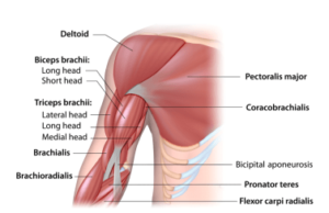 <p>O: coracoid process of scapula</p><p>I: middle medial shaft of humerus</p><p>A: flex and adduct arm</p>