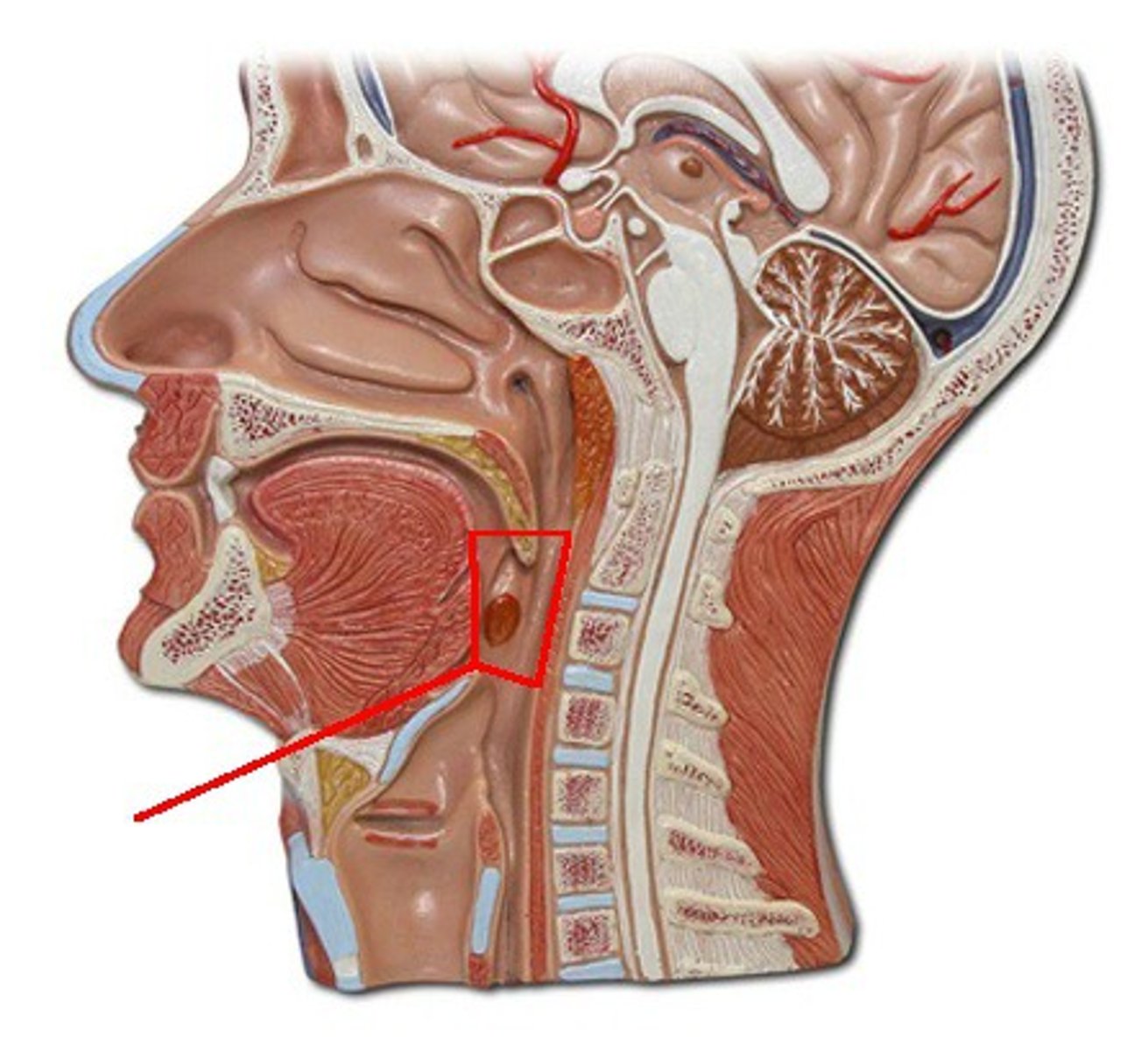 <p>Identify the structure, organ, or bone.</p>