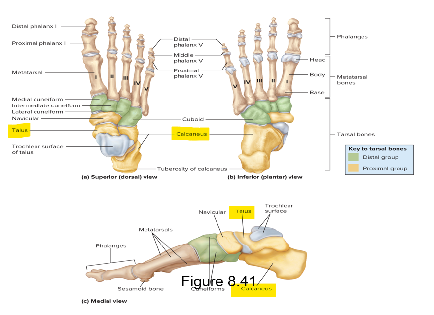 <p>Calcaneus - largest tarsal bone; the calcaneal (Achilles) tendon attaches to the distal portion </p><p>Talus - most super tarsal bone</p>