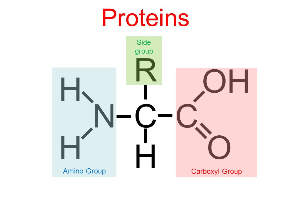 <p>R group bonded to a C with OH and H (amino acid)</p>