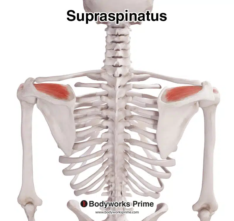 <p>Supraspinatus</p>